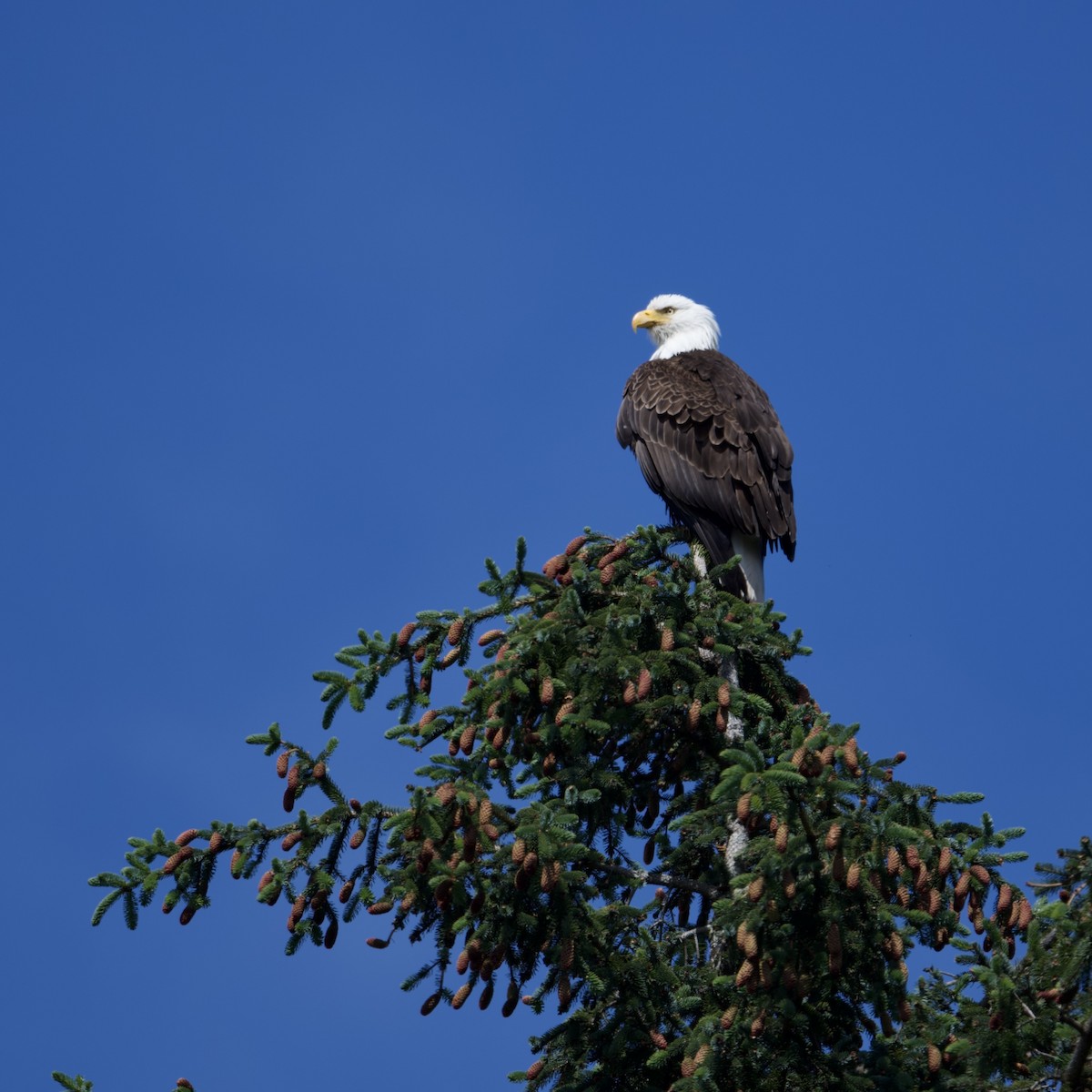 Pigargo Americano - ML587985131