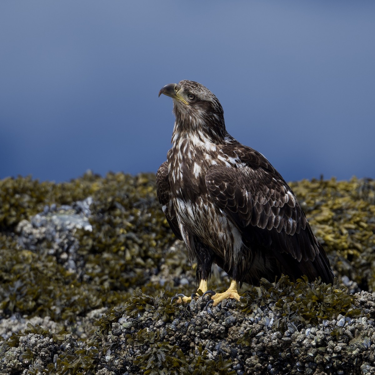 Pigargo Americano - ML587985141