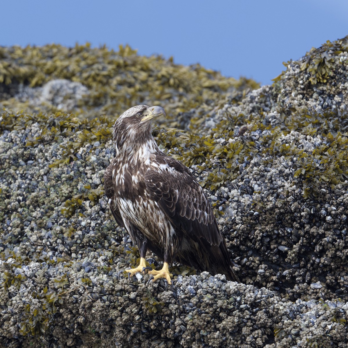 Pigargo Americano - ML587985151