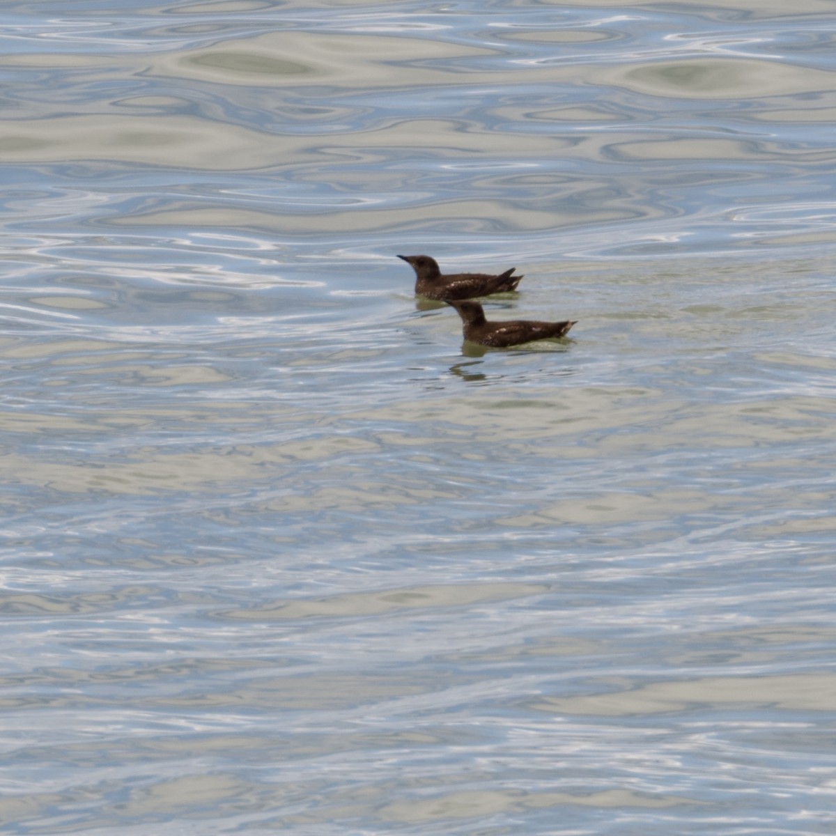 Mérgulo Jaspeado Americano - ML587985251