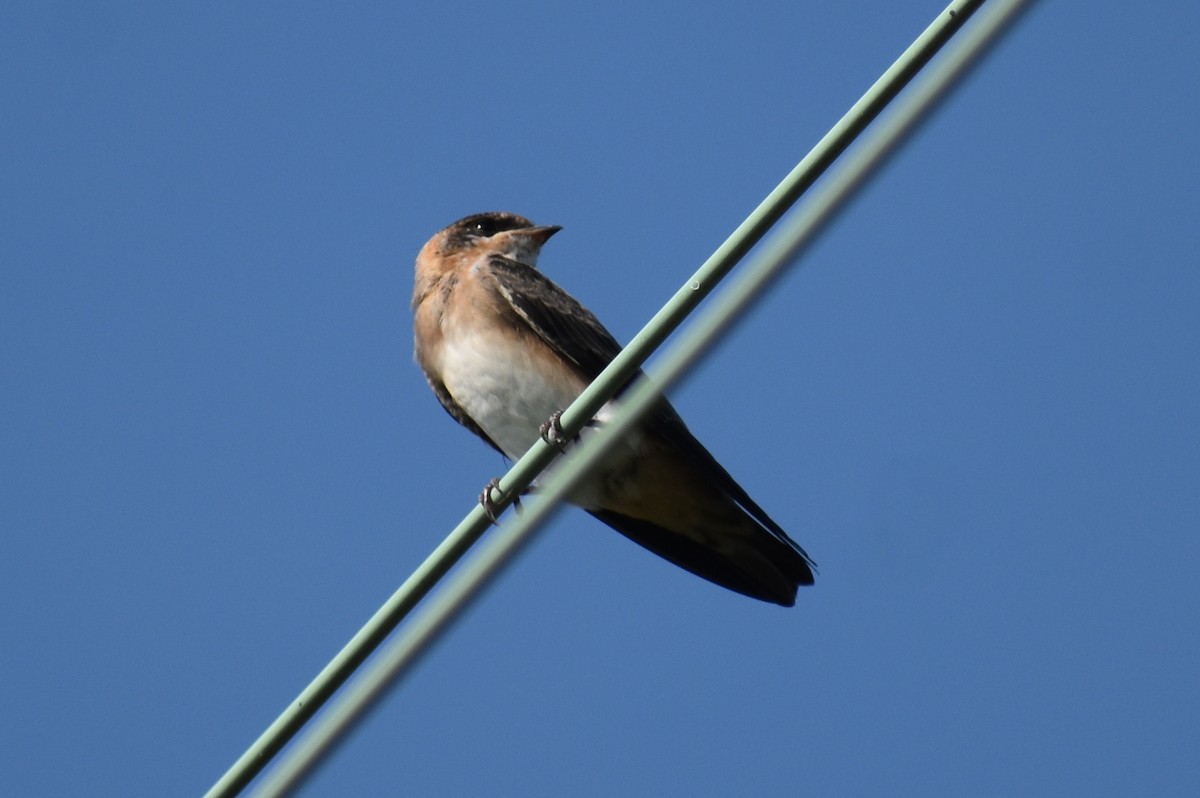 Cave Swallow - Claire H