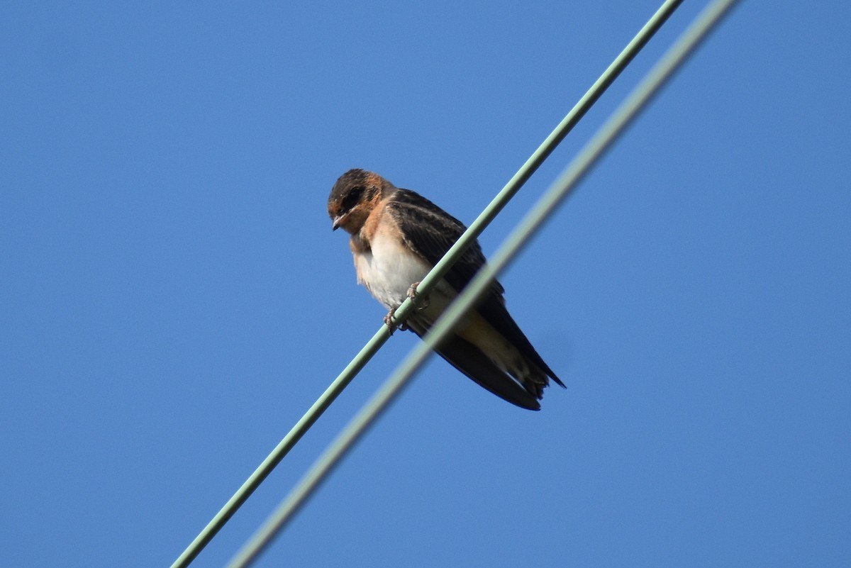 Cave Swallow - Claire H