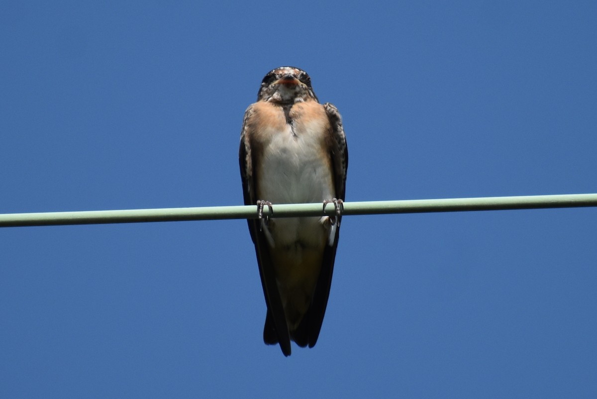 Cave Swallow - Claire H