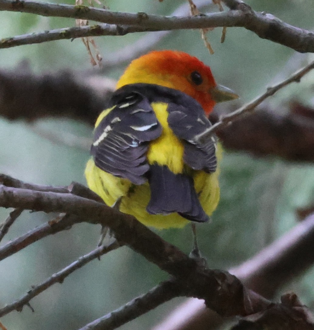 Western Tanager - ML587985581