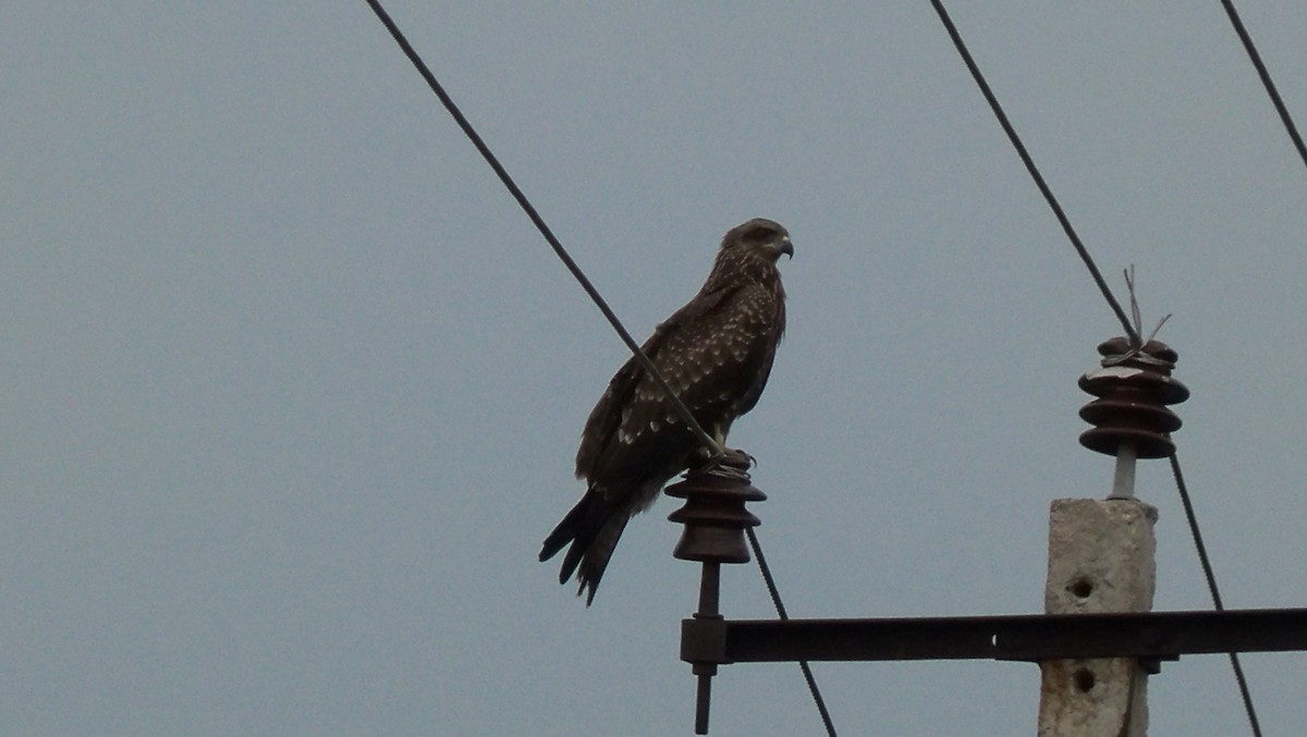 Black Kite - ML58798611