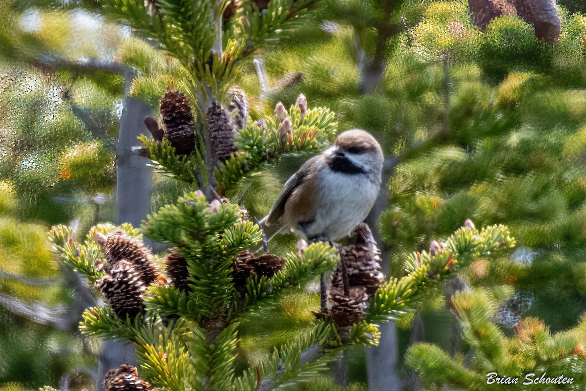 Boreal Chickadee - ML587986591