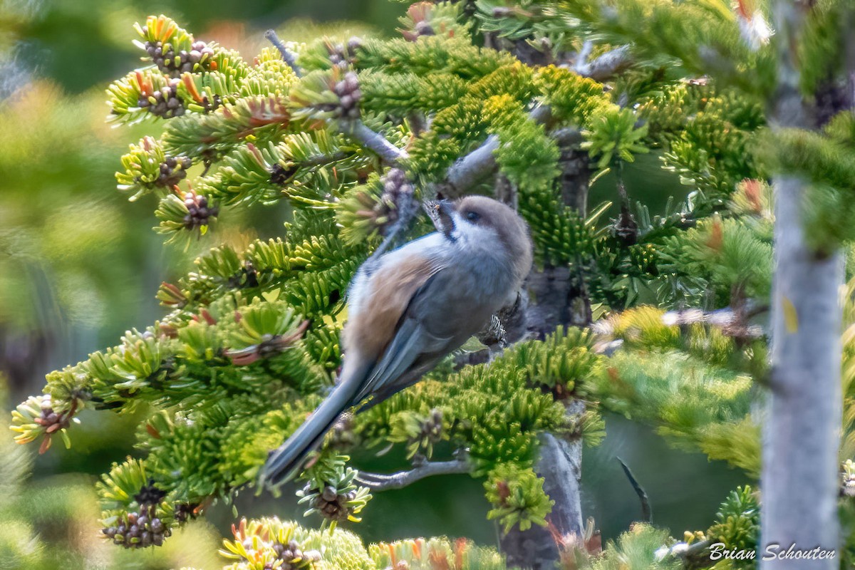 Boreal Chickadee - ML587986611