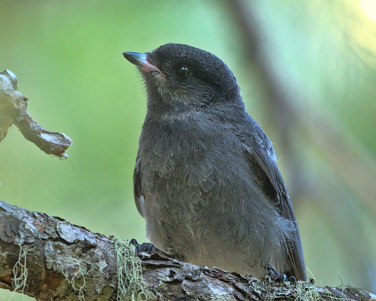 Canada Jay - ML587987051