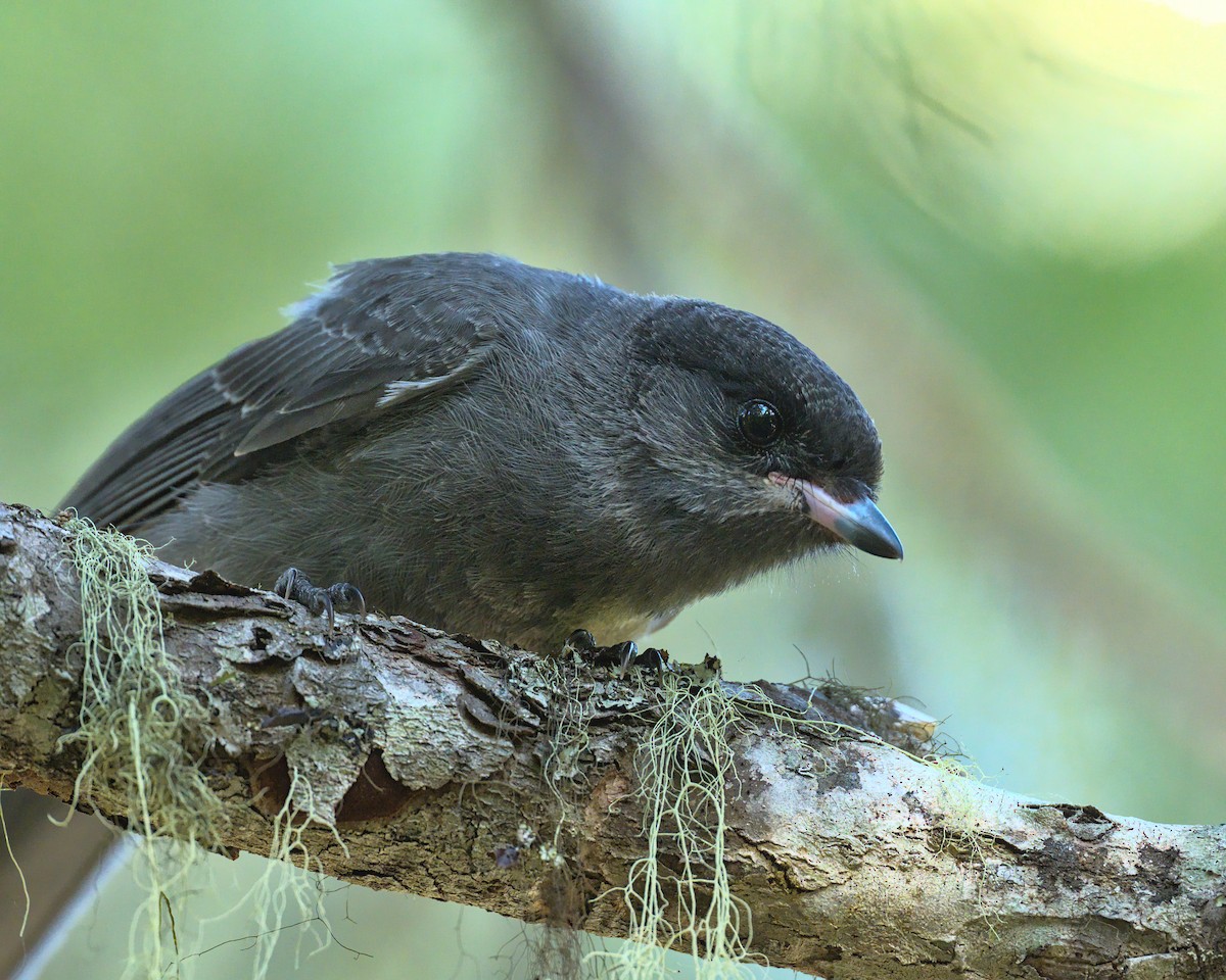 Canada Jay - ML587987061