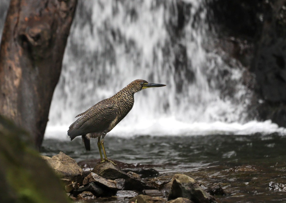 Fasciated Tiger-Heron - ML587987331