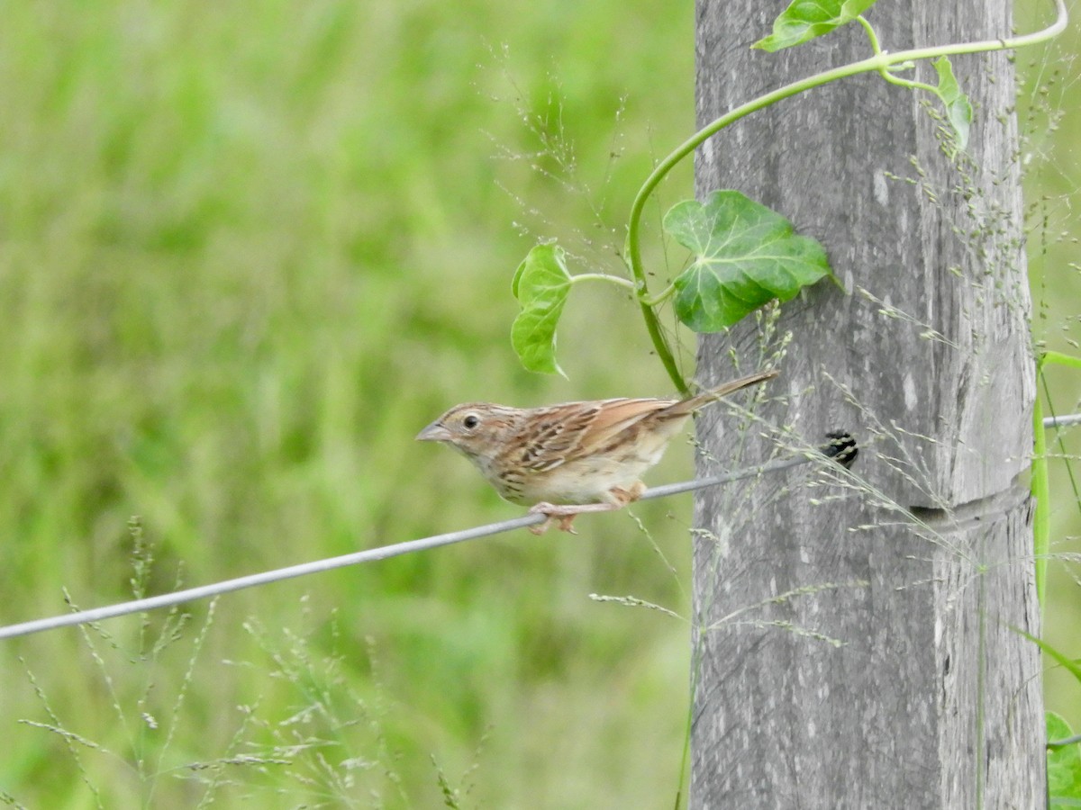 Grassland Sparrow - ML587990391