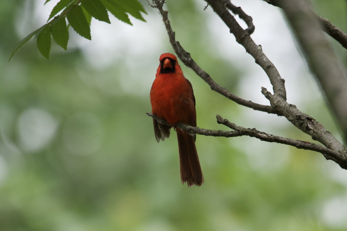 Northern Cardinal - ML587990511