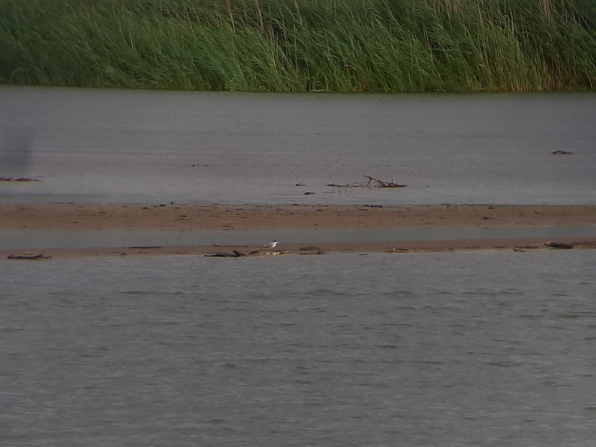 Least Tern - ML587991791