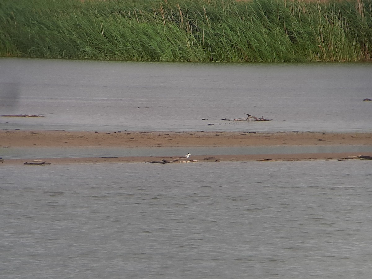 Least Tern - ML587991801