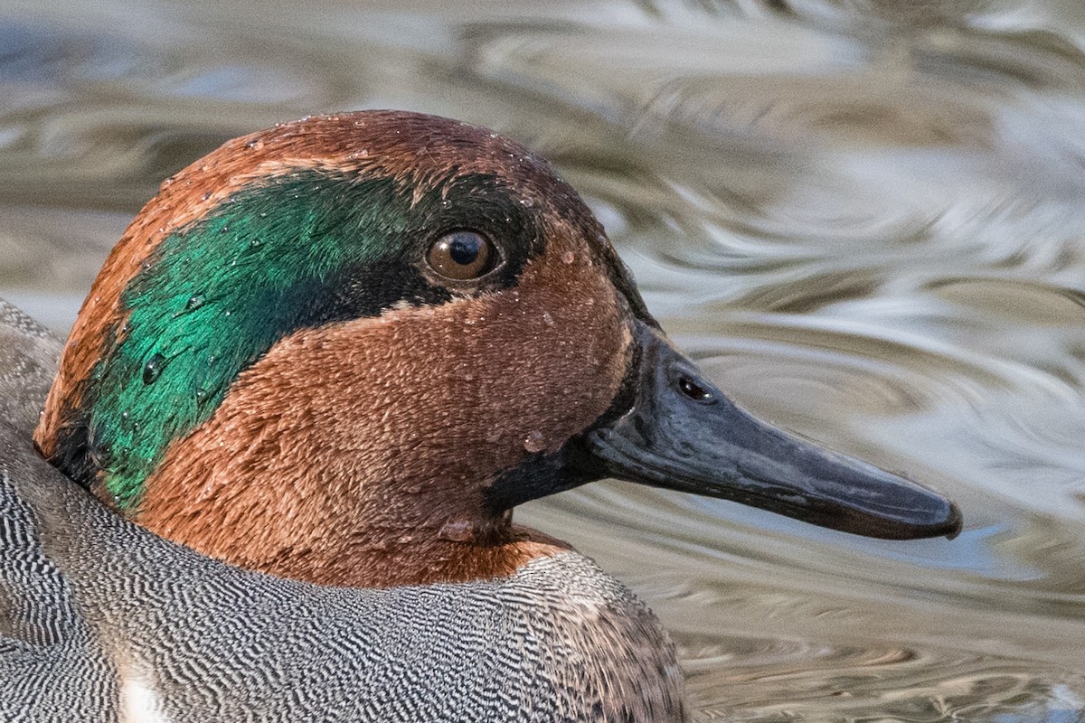 Green-winged Teal - ML587992351
