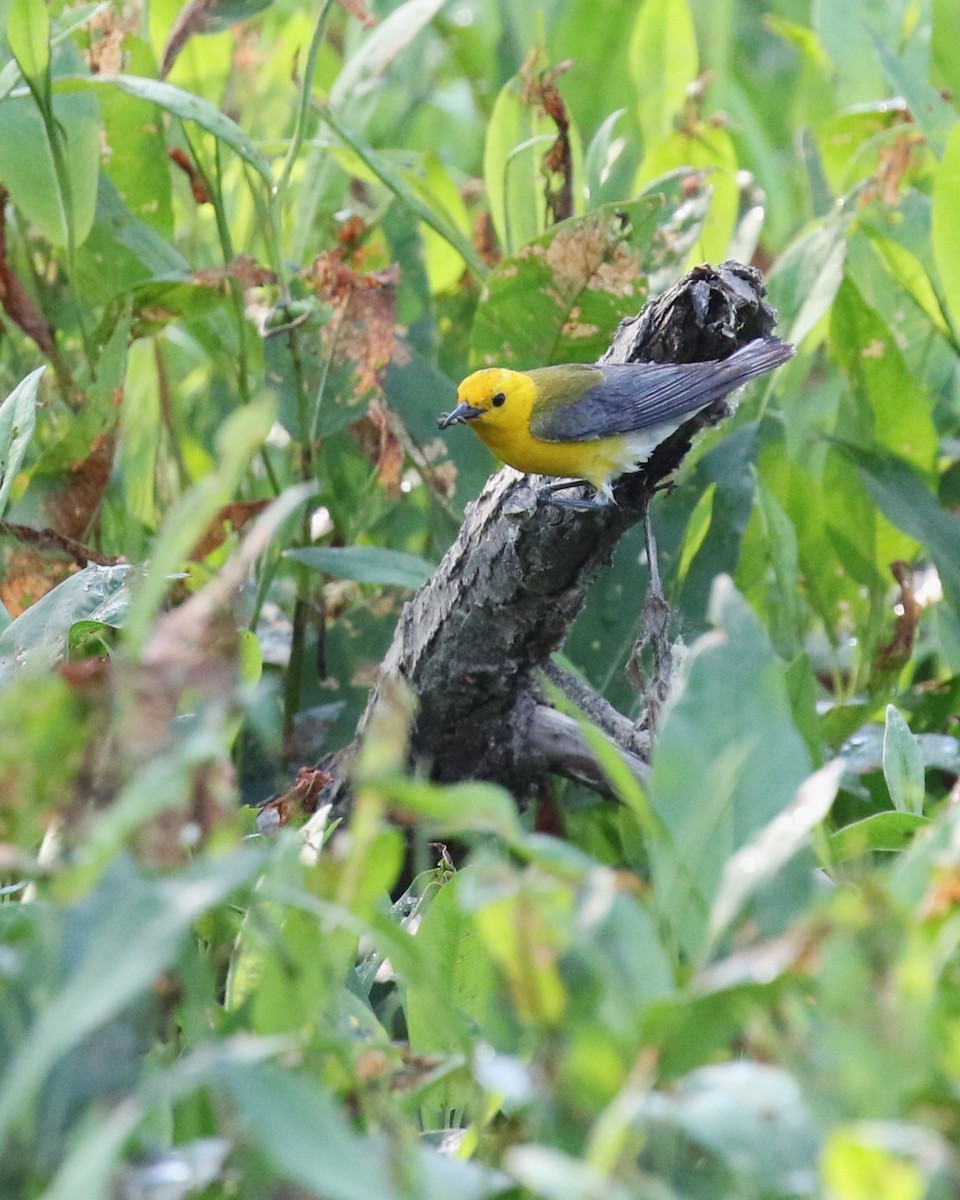 Prothonotary Warbler - ML587993971