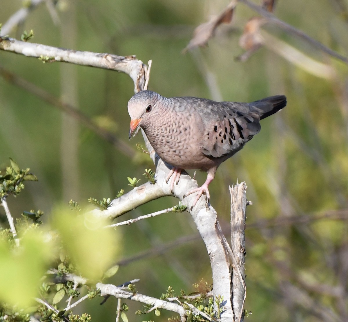 Common Ground Dove - ML587995251