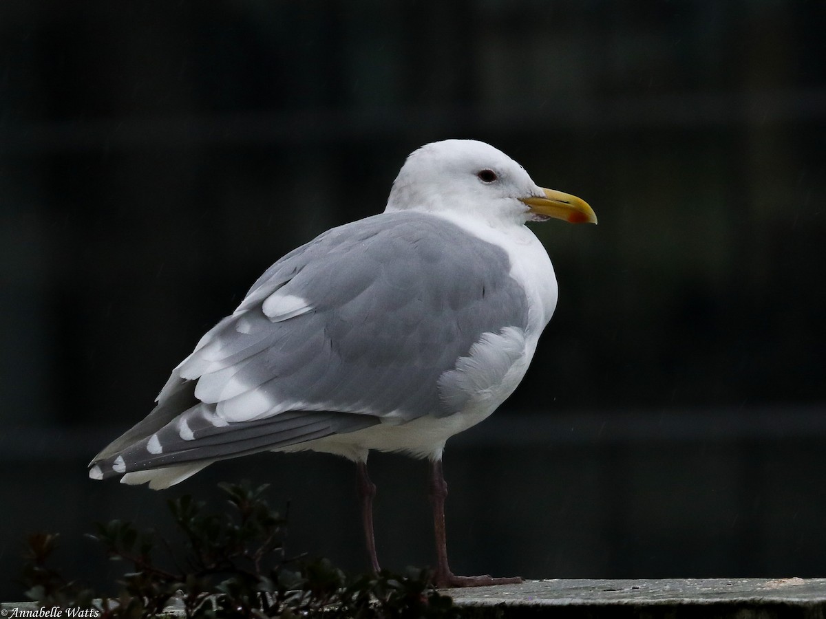 Glaucous-winged Gull - Justin Watts
