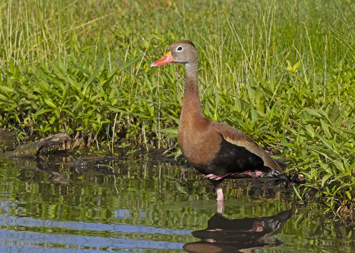 Black-bellied Whistling-Duck - ML587996411