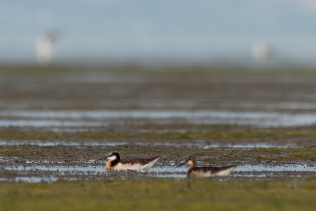 Wilson's Phalarope - Jonathan Strassfeld