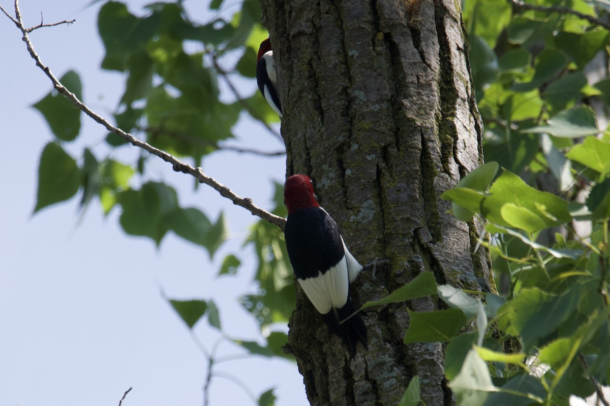 Red-headed Woodpecker - ML587997101