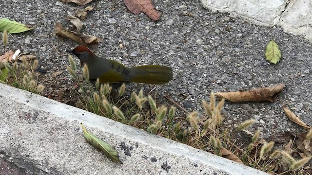 Silver-eared Laughingthrush - ML587998171