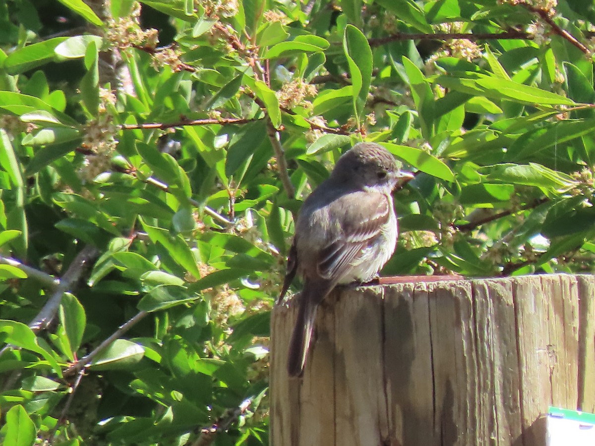 Dusky Flycatcher - ML587998211