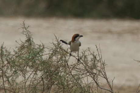 Woodchat Shrike - ML58799851