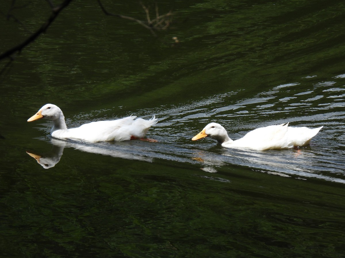 Mallard (Domestic type) - ML587999191