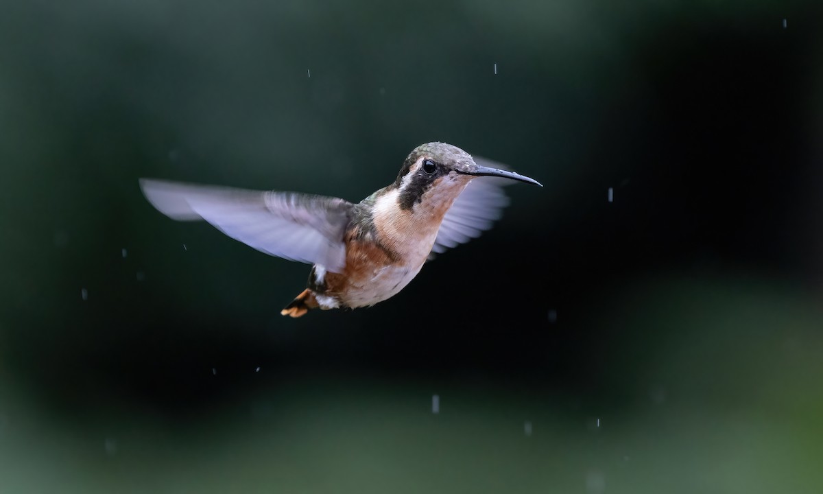 White-bellied Woodstar - Paul Fenwick