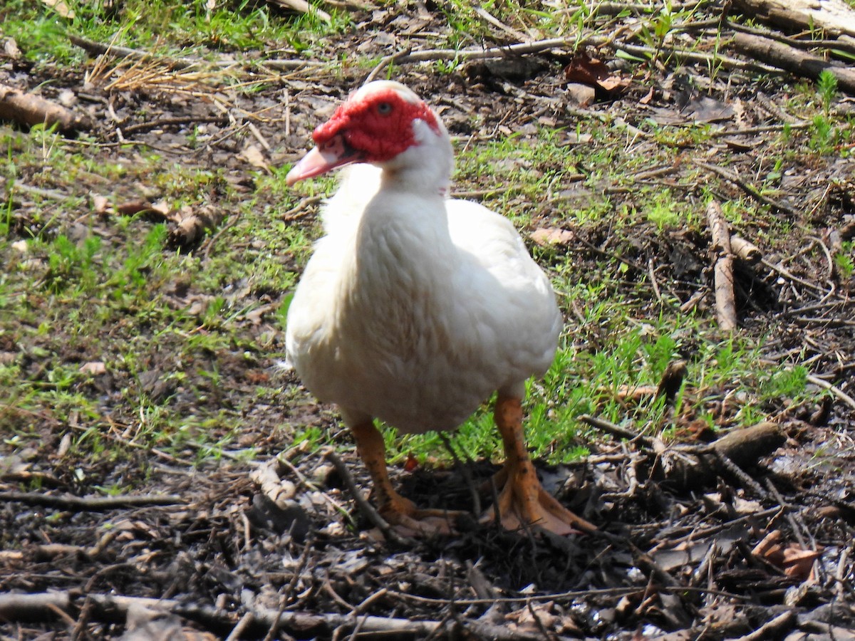 Muscovy Duck (Domestic type) - ML587999811