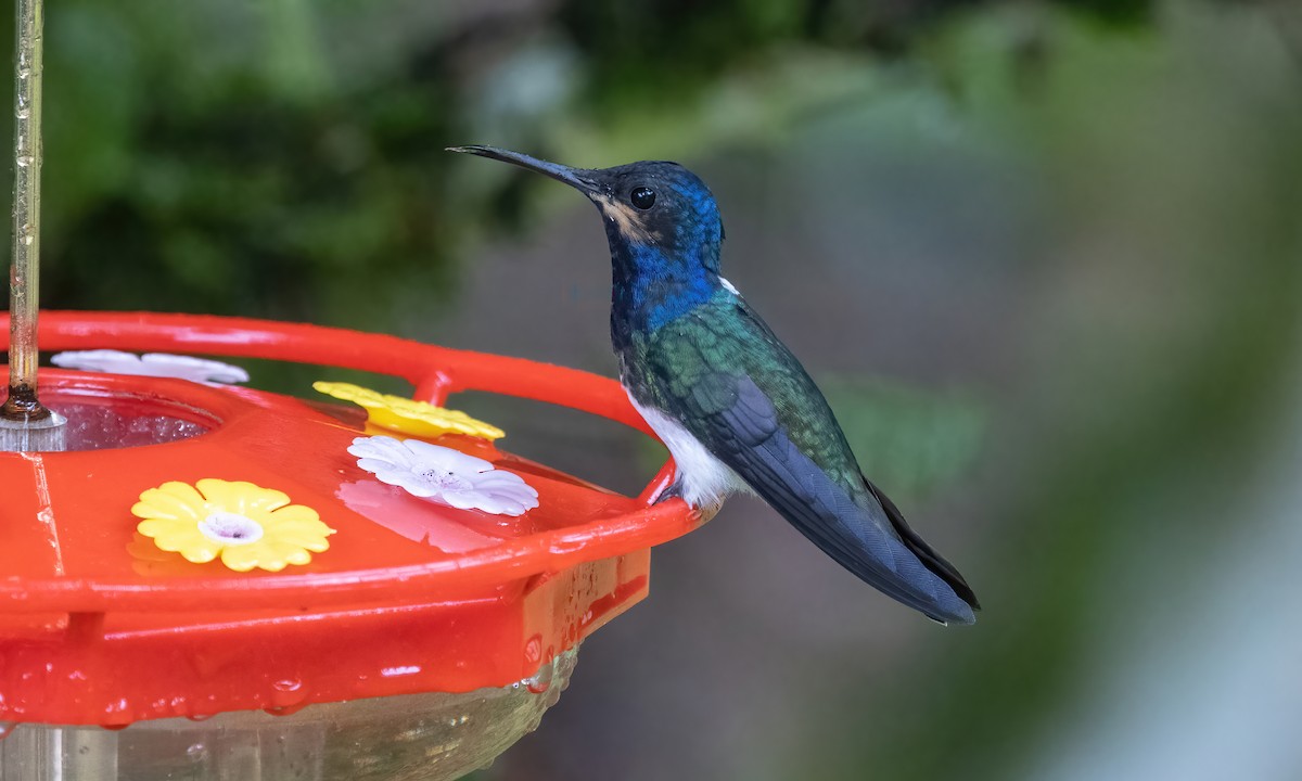 White-necked Jacobin - ML588000441