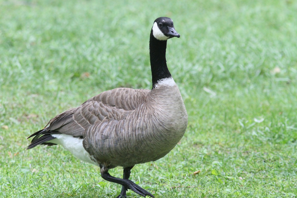 Cackling Goose - ML588001911