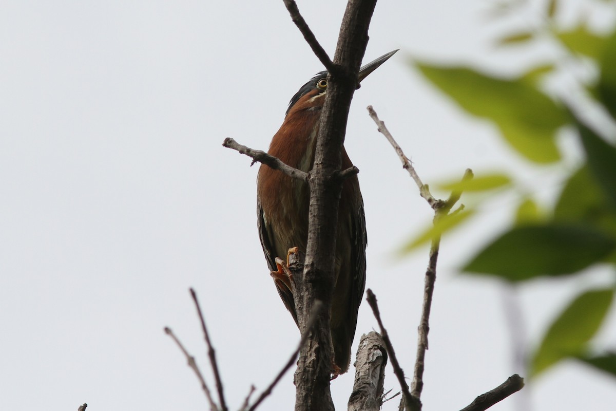 Green Heron - ML588001971