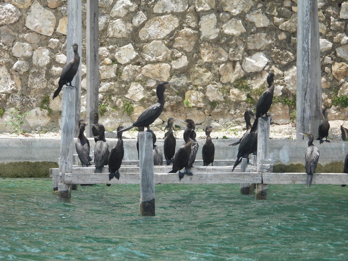 Neotropic Cormorant - ML588002241