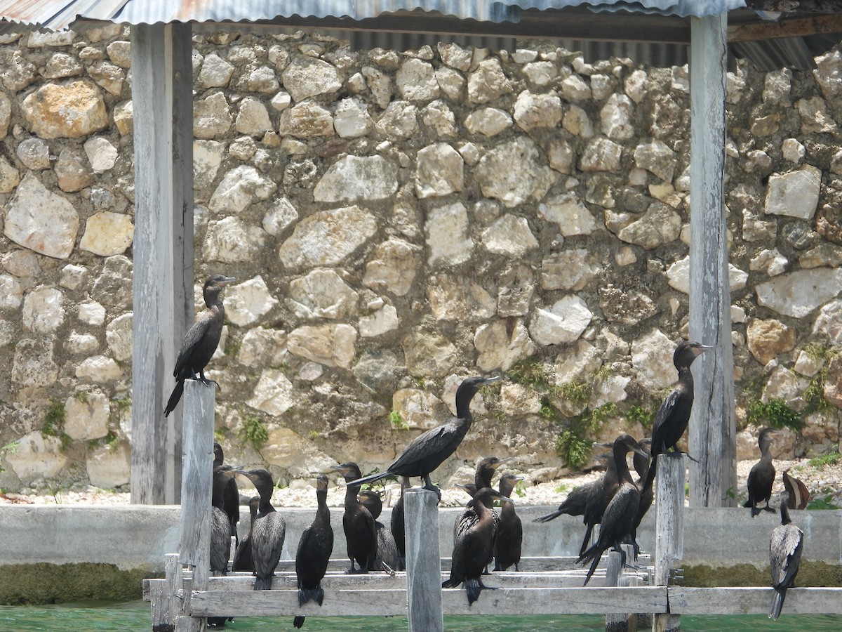 Neotropic Cormorant - ML588002251