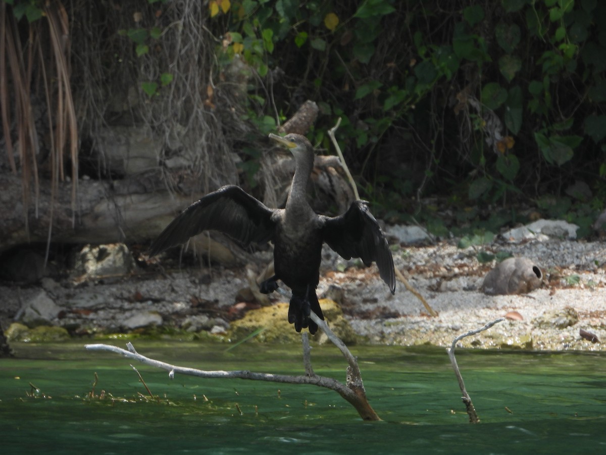 Neotropic Cormorant - ML588002271