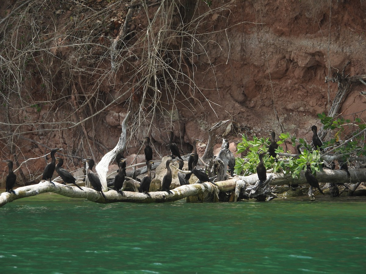 Neotropic Cormorant - ML588002291