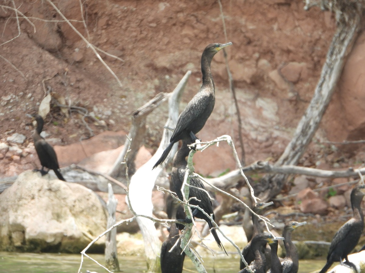 Neotropic Cormorant - ML588002301