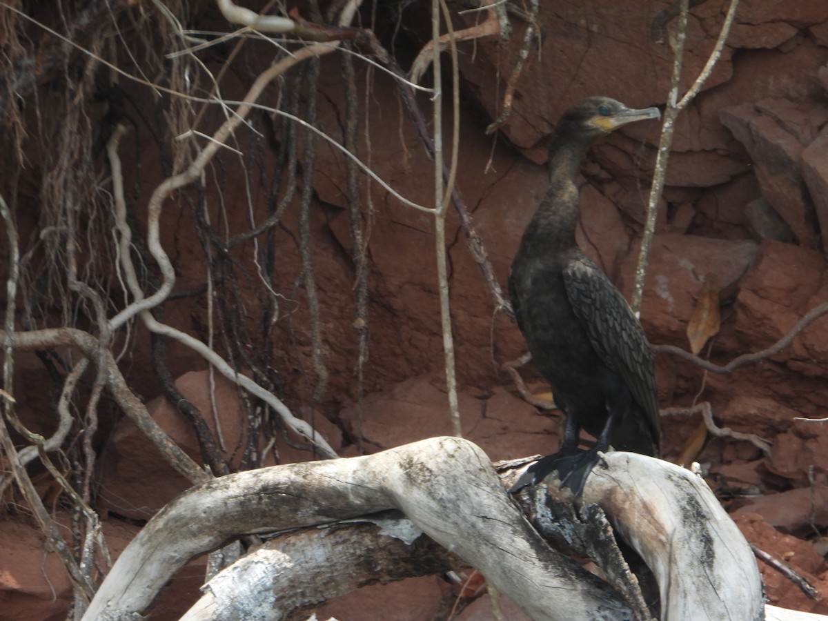 Neotropic Cormorant - ML588002321