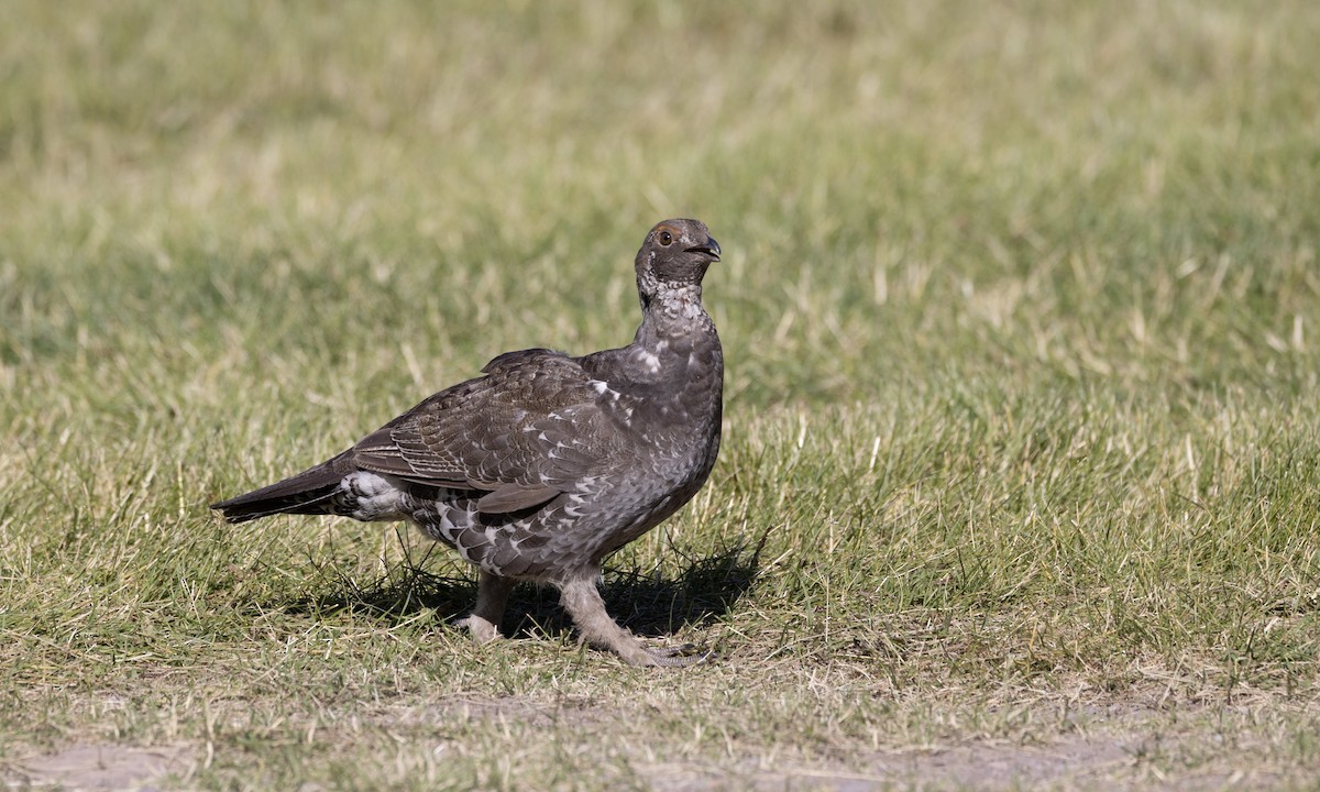 Dusky Grouse - ML588002471