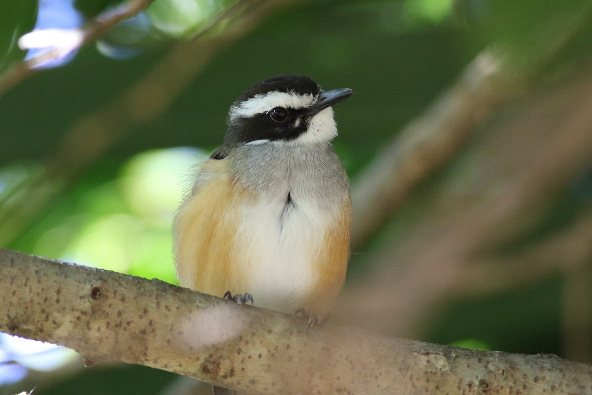 Buff-sided Robin - Dave O'Connor