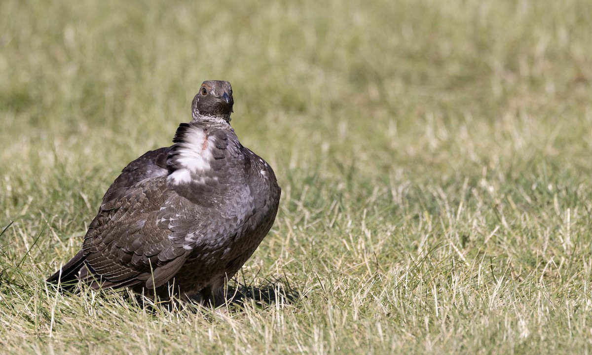 Dusky Grouse - ML588003011