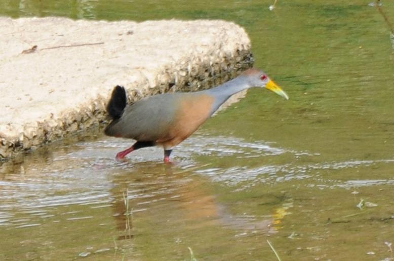 Russet-naped Wood-Rail - ML588003891