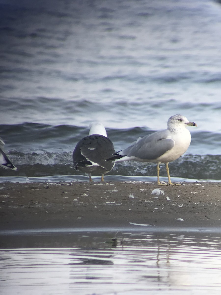 Ring-billed Gull - Michael Preston