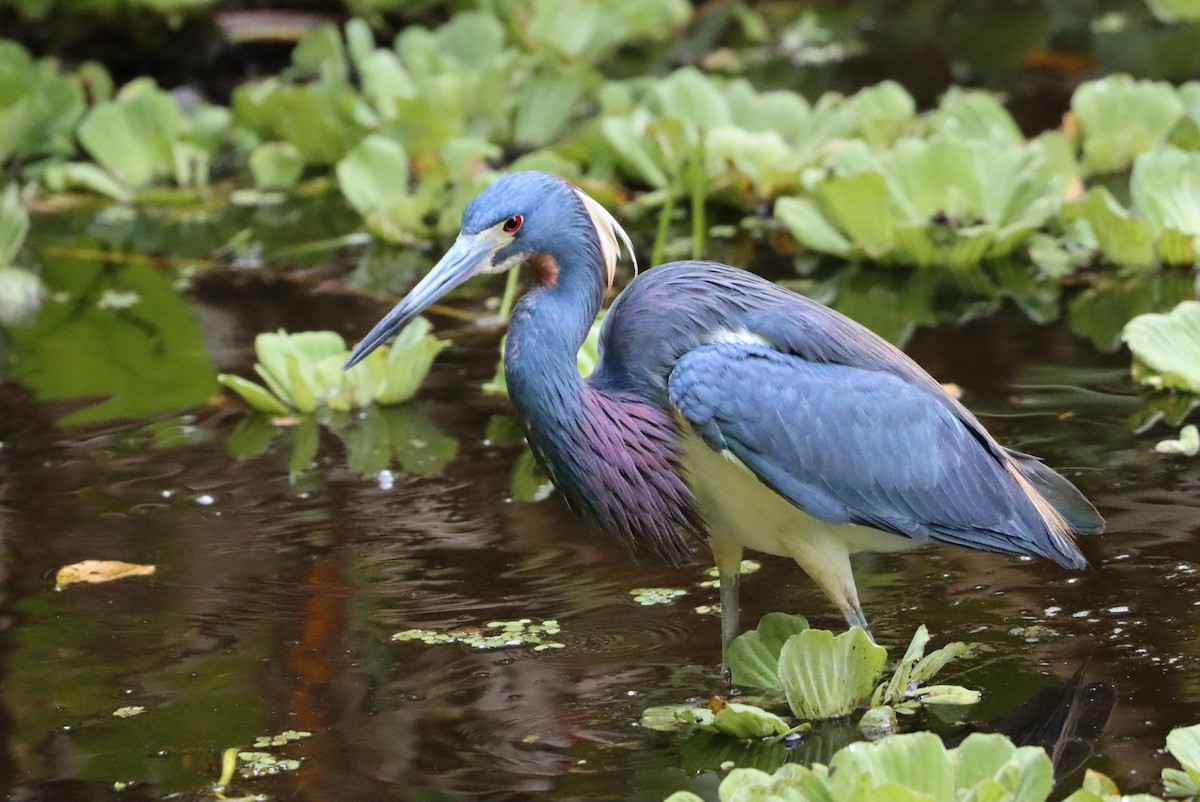 Tricolored Heron - Janet Phillips