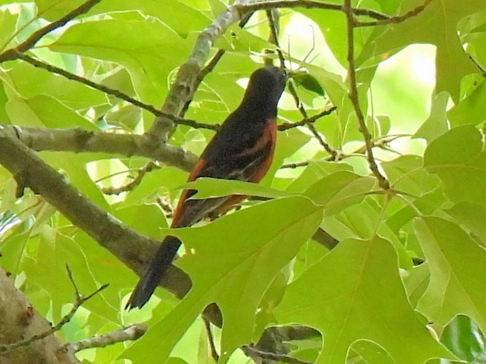 Orchard Oriole - Ed Daniels