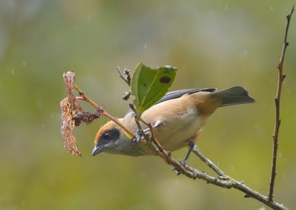 Burnished-buff Tanager - ML588004671