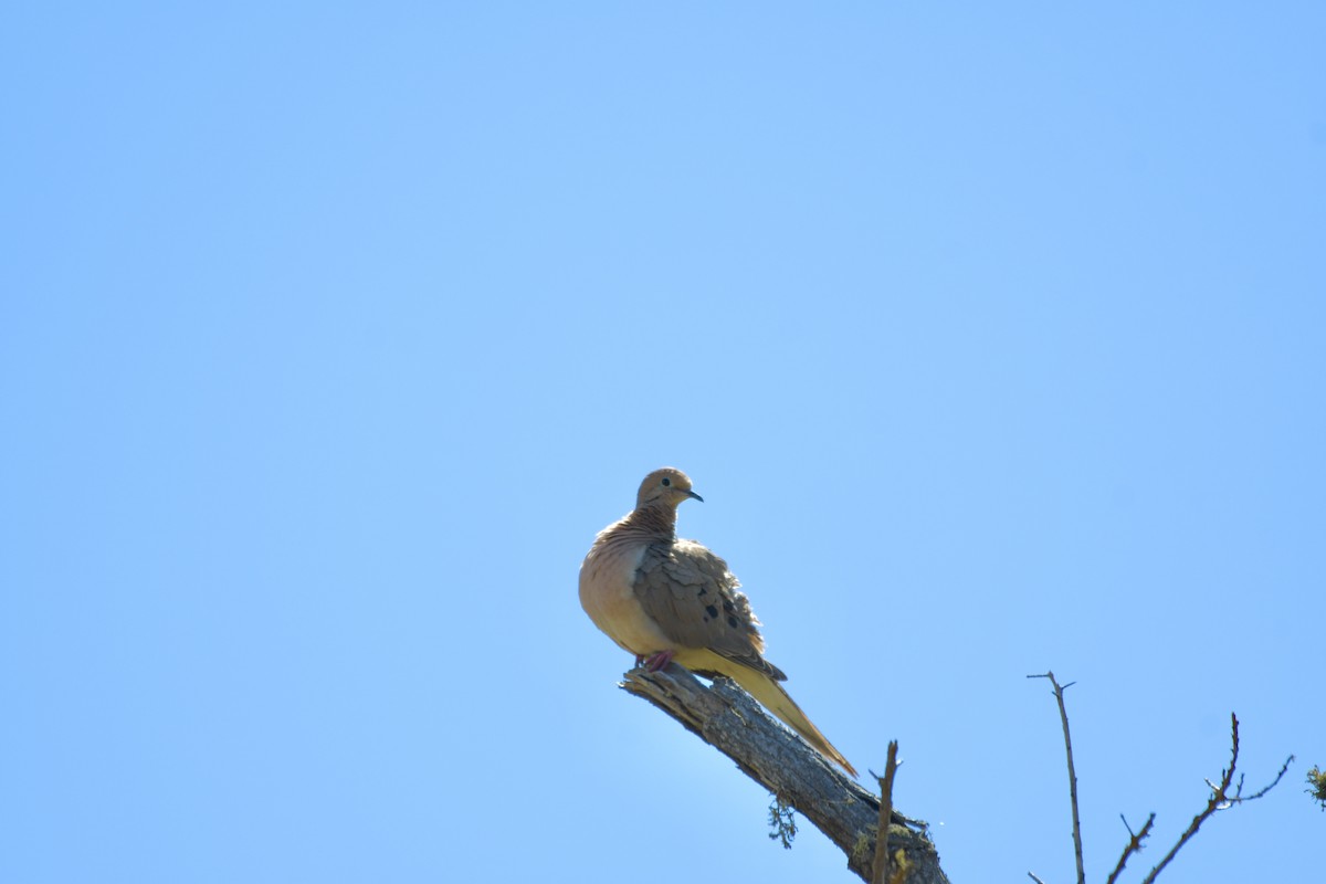 Mourning Dove - ML588005121