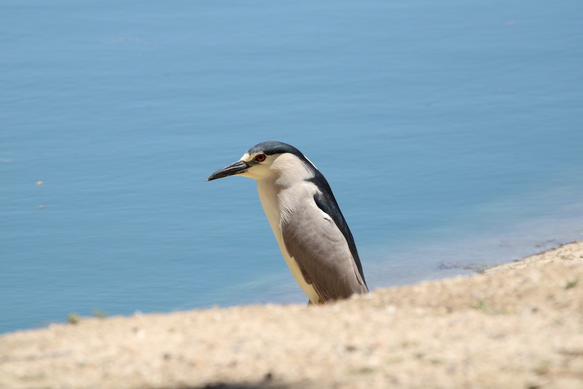 Black-crowned Night Heron - Coen Kliewer